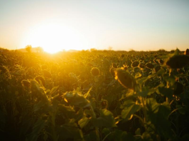 sunflowers