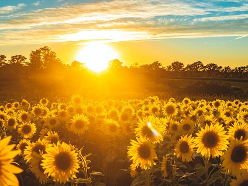 sunflowers